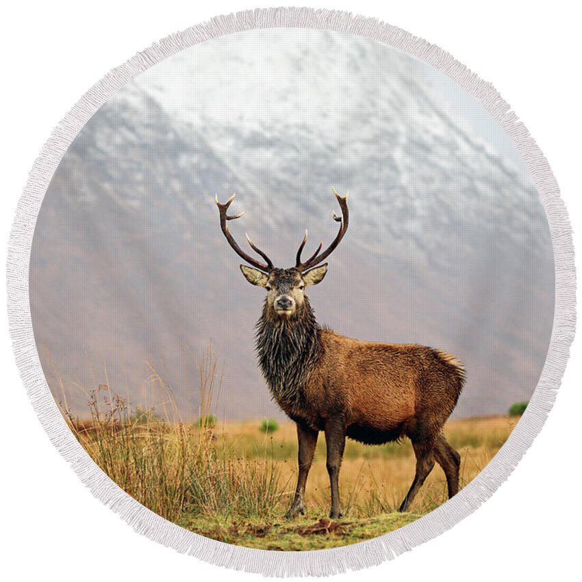 Stag Round Beach Towel featuring the photograph Scottish Red Deer Stag - Glencoe-2 by Grant Glendinning