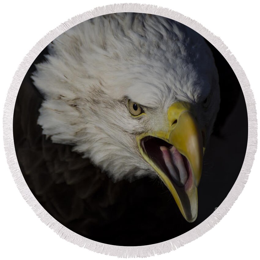 Eagle Round Beach Towel featuring the photograph Screaming Eagle by Andrea Silies