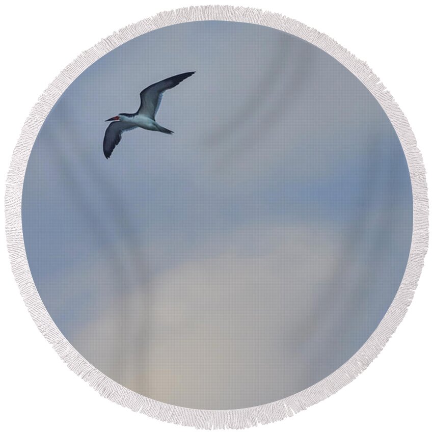Animal Round Beach Towel featuring the photograph Sea Bird in Flight by Tom Brickhouse
