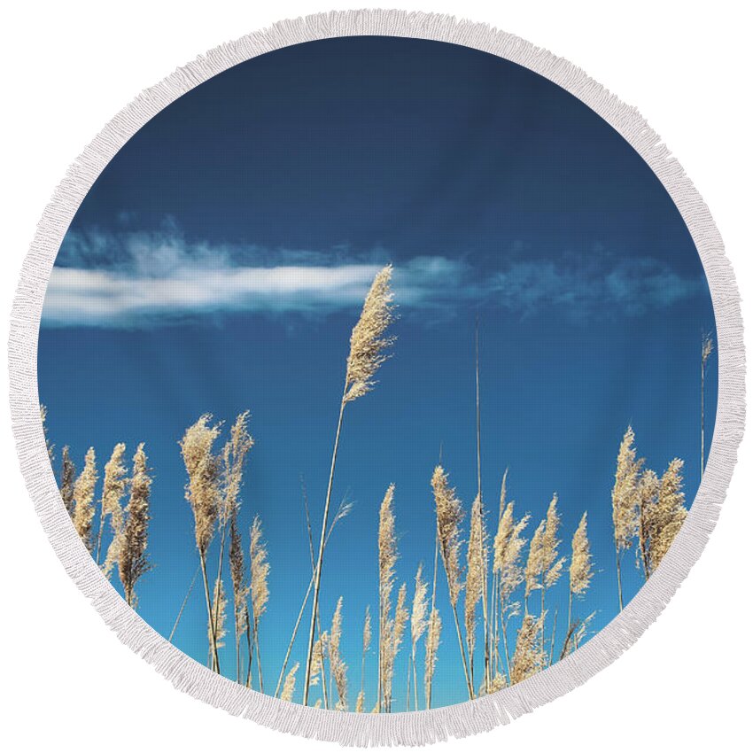 Sea Oats Round Beach Towel featuring the photograph Sea Oats On a Blue Day by Colleen Kammerer