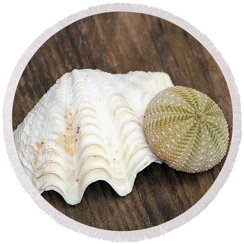 Nature Round Beach Towel featuring the photograph Sea Shell and Sea Urchin by Sheila Brown