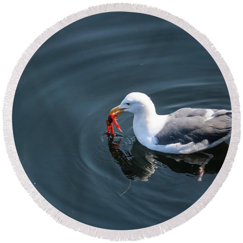 Seagull Round Beach Towel featuring the photograph Seagull Feasting On Crab by Suzanne Luft