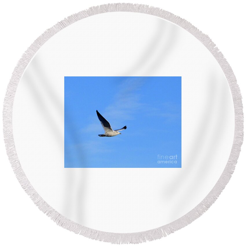 Seagull In Flight Round Beach Towel featuring the photograph Seagull in Flight by Cindy Schneider