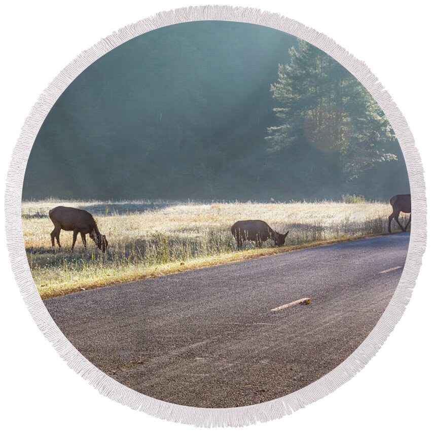Elk Round Beach Towel featuring the photograph Searching For Greener Grass by D K Wall