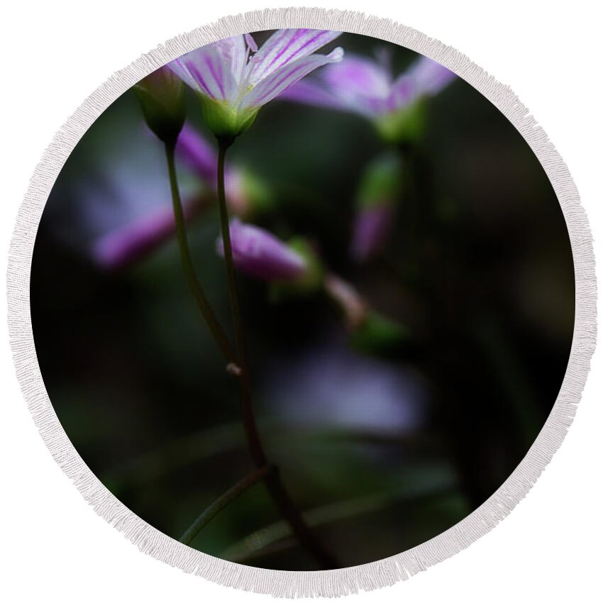 Pink Flowers Round Beach Towel featuring the photograph Seek The Light by Mike Eingle