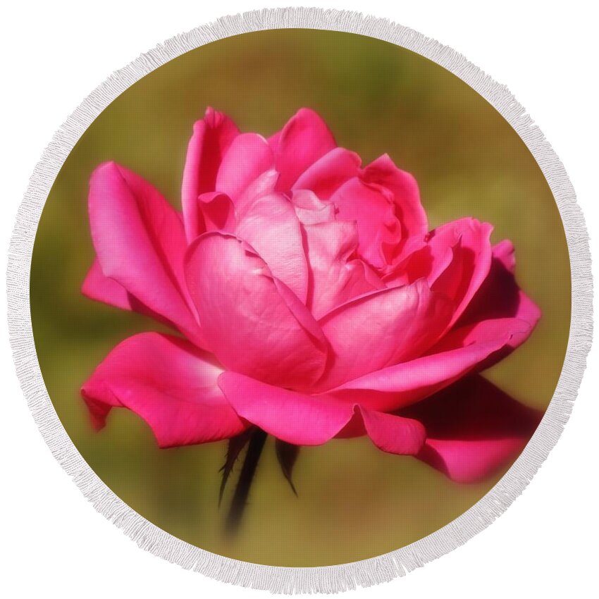 Rose Round Beach Towel featuring the photograph September Rose Up Close by MTBobbins Photography