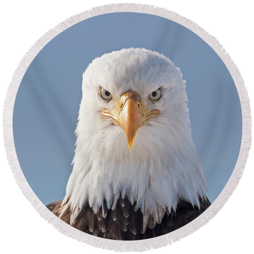 Eagle Round Beach Towel featuring the photograph Serious Eagle by Mark Miller