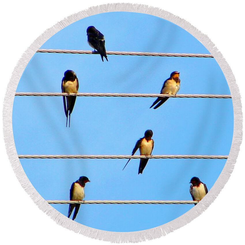 Swallow Round Beach Towel featuring the photograph Seven Swallows by Ana Maria Edulescu
