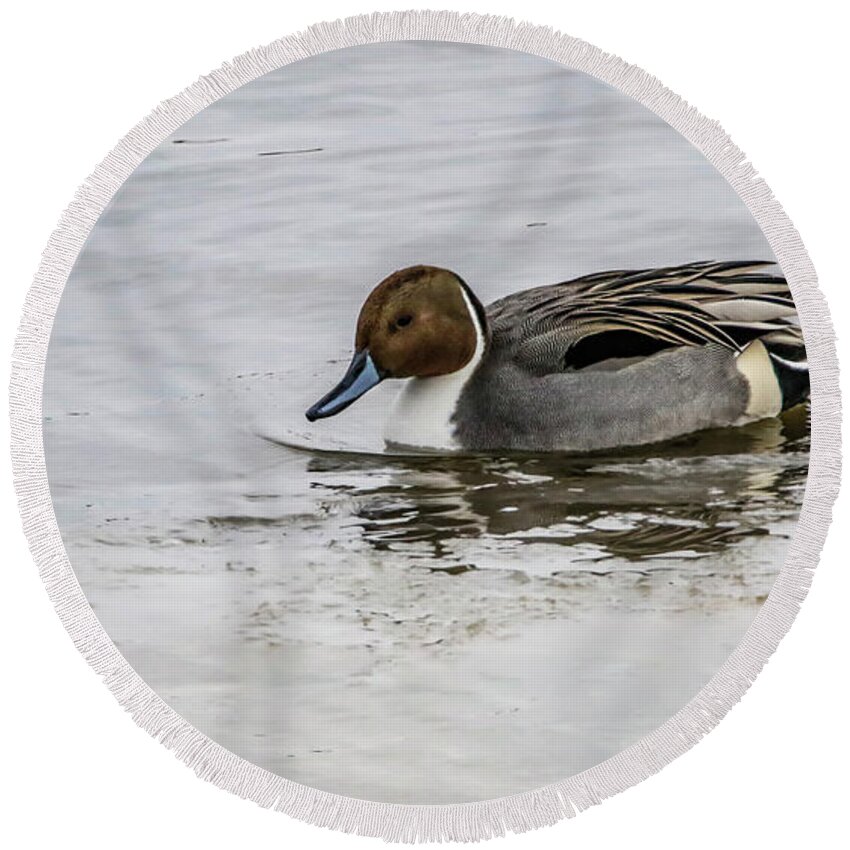 Mallard Round Beach Towel featuring the photograph Sharp Dressed by Ray Congrove