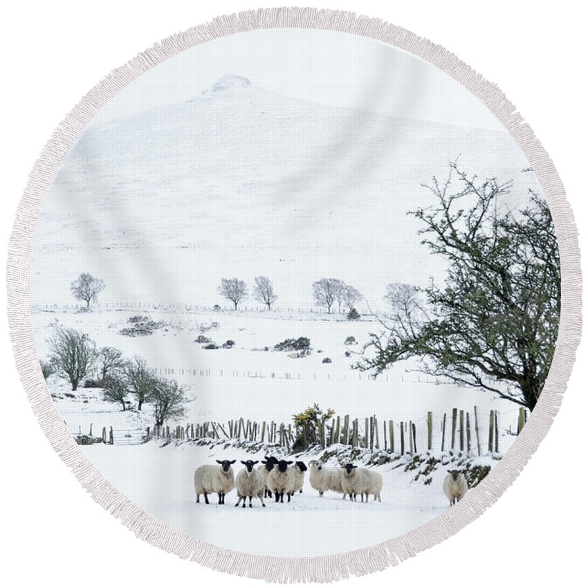 Sheep Round Beach Towel featuring the photograph Sheep Shelter by Joe Ormonde