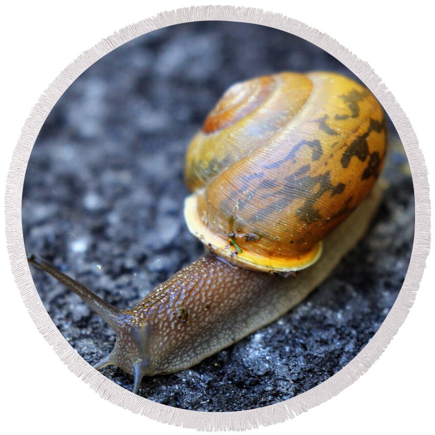 Snail Round Beach Towel featuring the photograph Shell Shock by Jennifer Robin