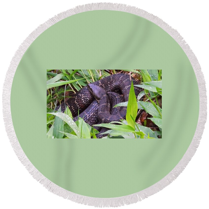 Animals Round Beach Towel featuring the photograph Shhhh1 by Charles HALL