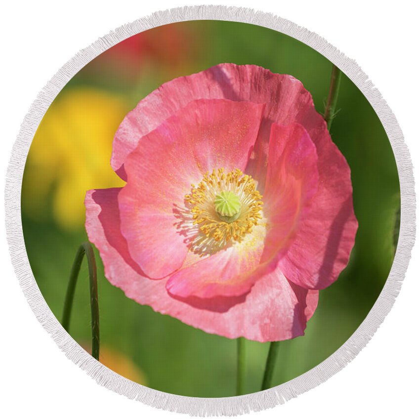 Shirley Poppy Round Beach Towel featuring the photograph Shirley Poppy 2017-3 by Thomas Young
