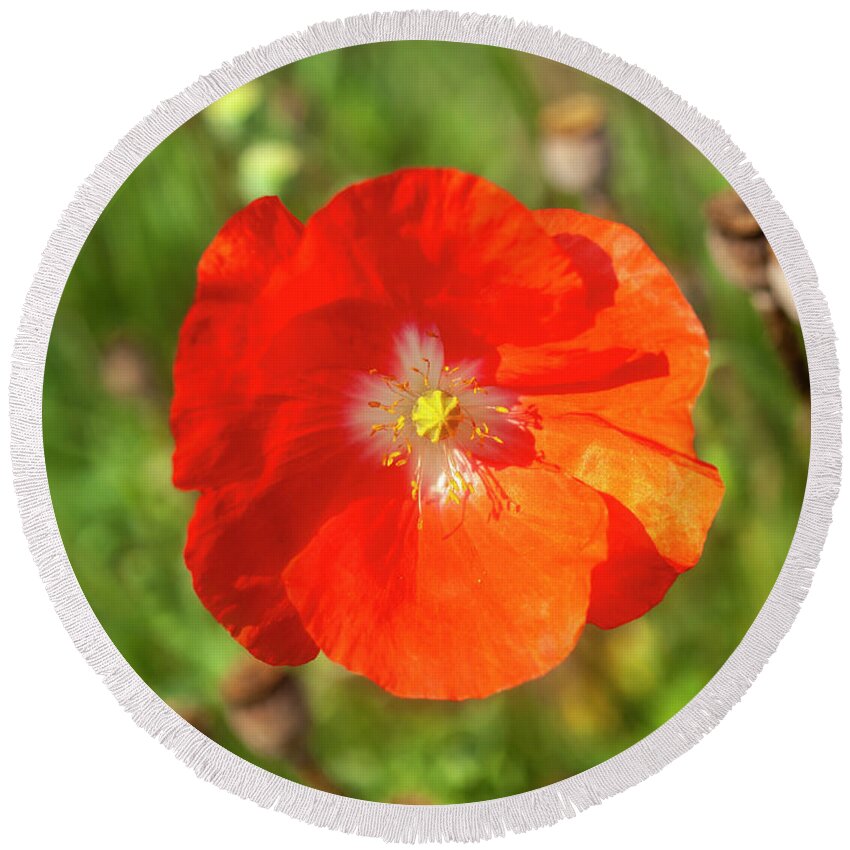 Shirley Poppy Round Beach Towel featuring the photograph Shirley Poppy 2018-10 by Thomas Young