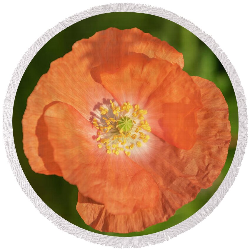 Shirley Poppy Round Beach Towel featuring the photograph Shirley Poppy 2018-13 by Thomas Young