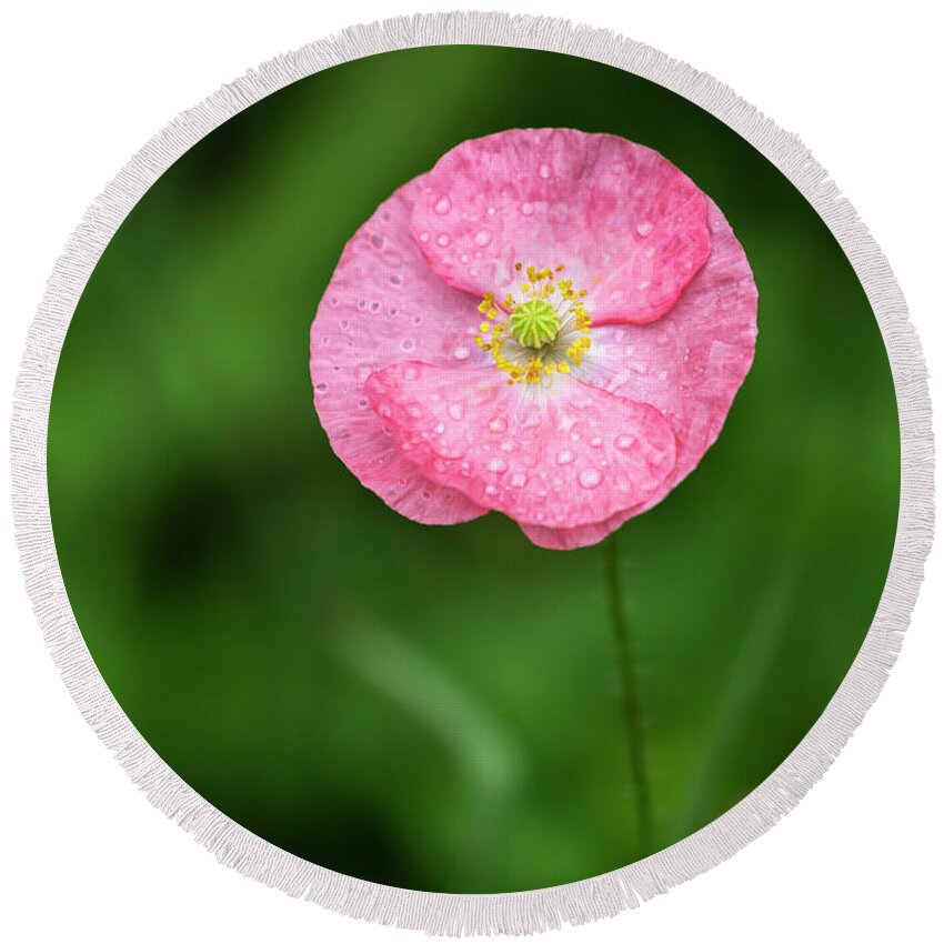 Shirley Poppy Round Beach Towel featuring the photograph Shirley Poppy 2018-6 by Thomas Young