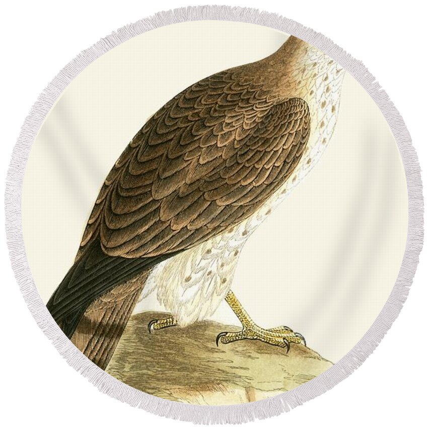 Short Toed Eagle Round Beach Towel featuring the painting Short Toed Eagle by English School