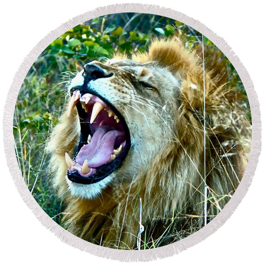 Lion Round Beach Towel featuring the photograph Show Me Your Teeth by Don Mercer