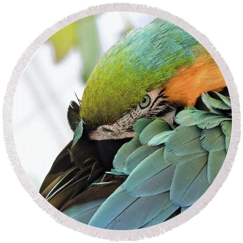 Pennysprints Round Beach Towel featuring the photograph Shy Macaw by Penny Lisowski