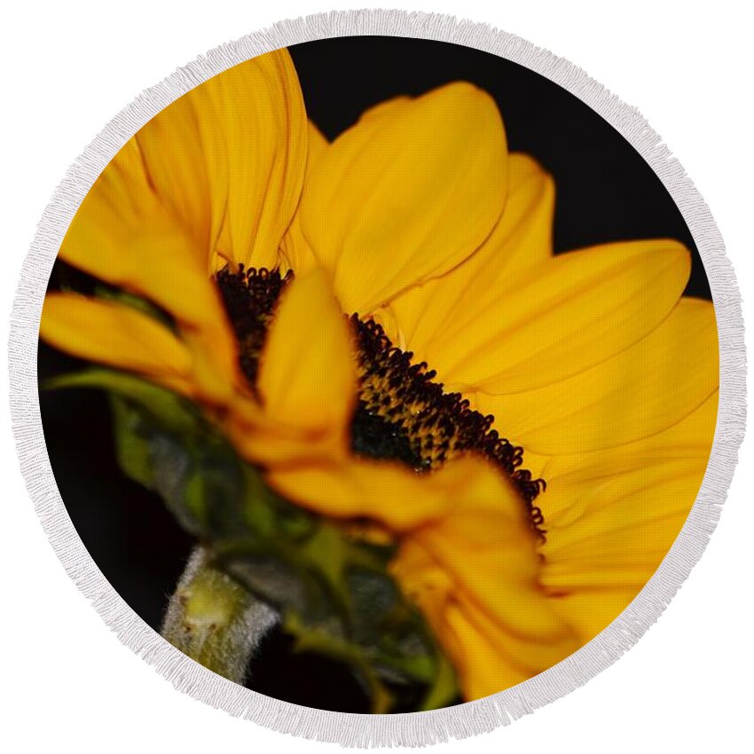 Side Of Sunflower Round Beach Towel featuring the photograph Side of Sunflower by Warren Thompson