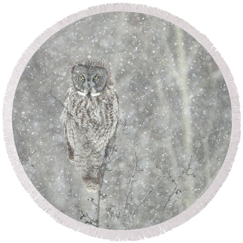 Owl Round Beach Towel featuring the photograph Silent Snowfall Portrait II by Everet Regal