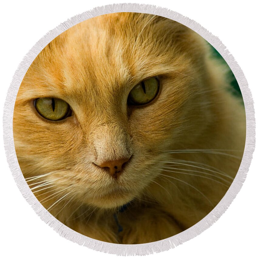 Cat Round Beach Towel featuring the photograph Simba the Cat by Harry Spitz