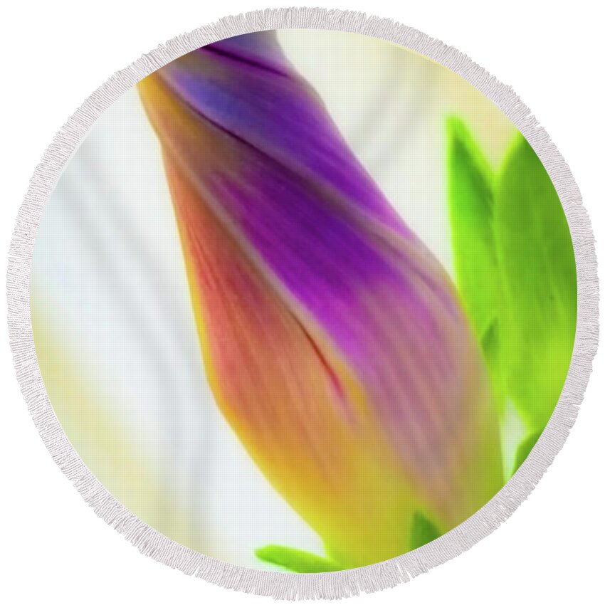 Morning Glory Round Beach Towel featuring the photograph Simple beauty by Bruce Carpenter