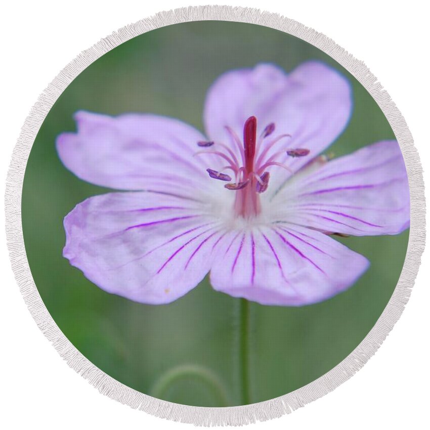 Nature Round Beach Towel featuring the photograph Simplicity of a flower by Amee Cave