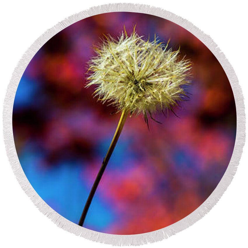 Flower Round Beach Towel featuring the photograph Single dandelion by Sheila Smart Fine Art Photography