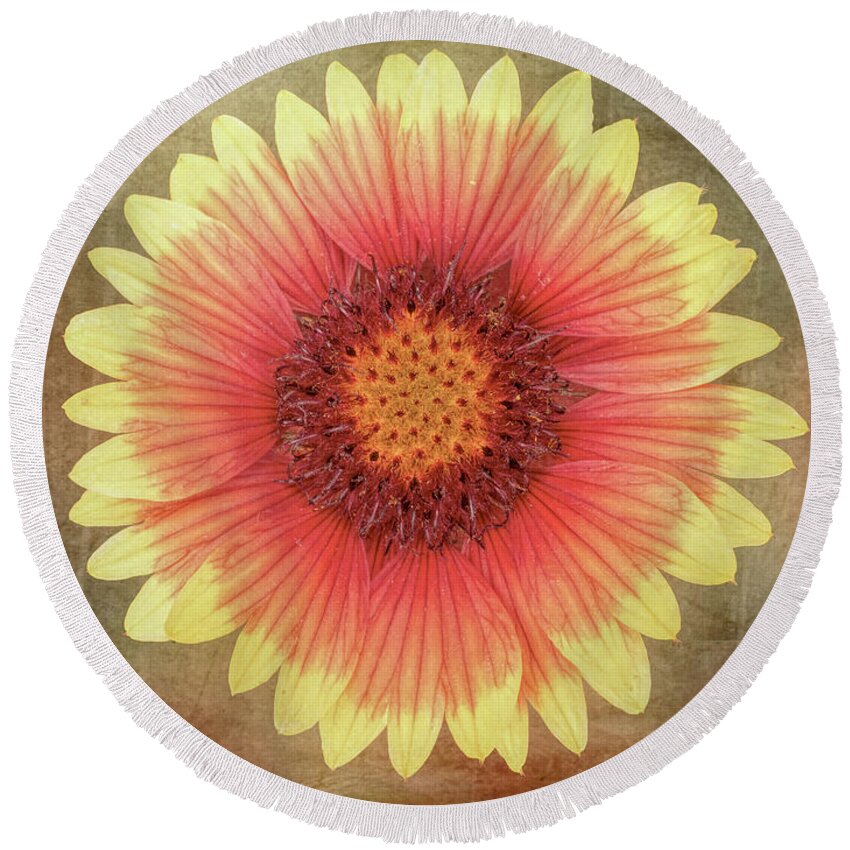 Flower Round Beach Towel featuring the photograph Single Indian Blanket Flower by Leslie Montgomery