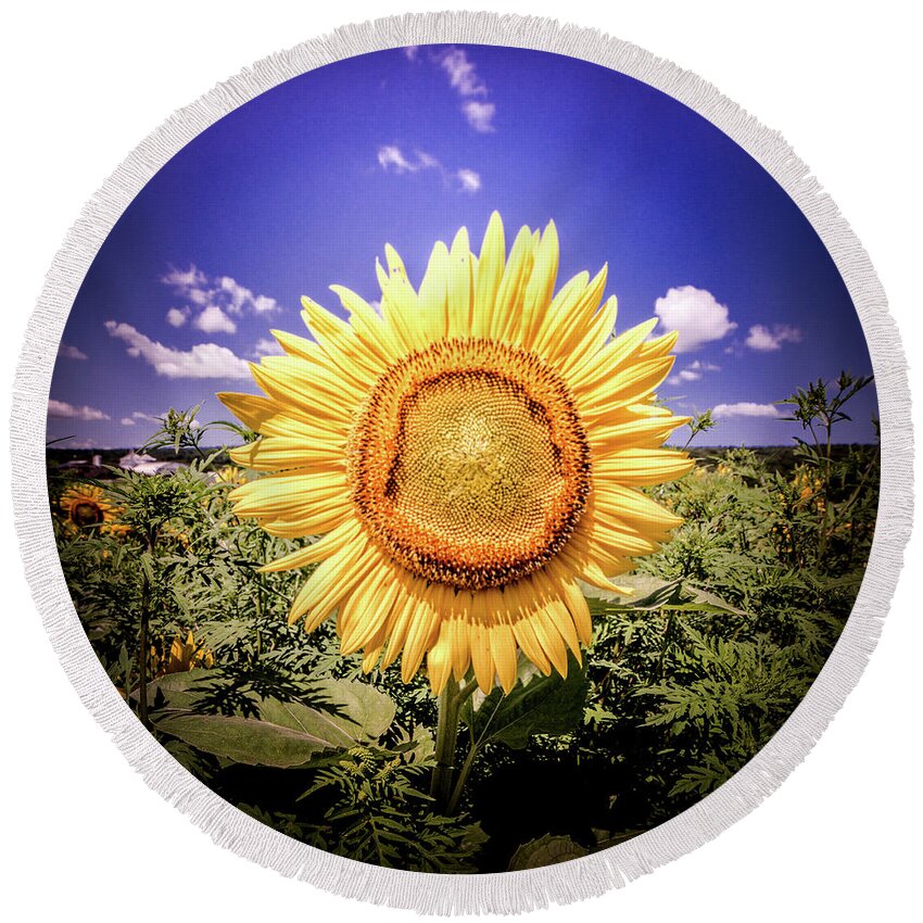 Single Round Beach Towel featuring the photograph Single Sunflower by Jim DeLillo