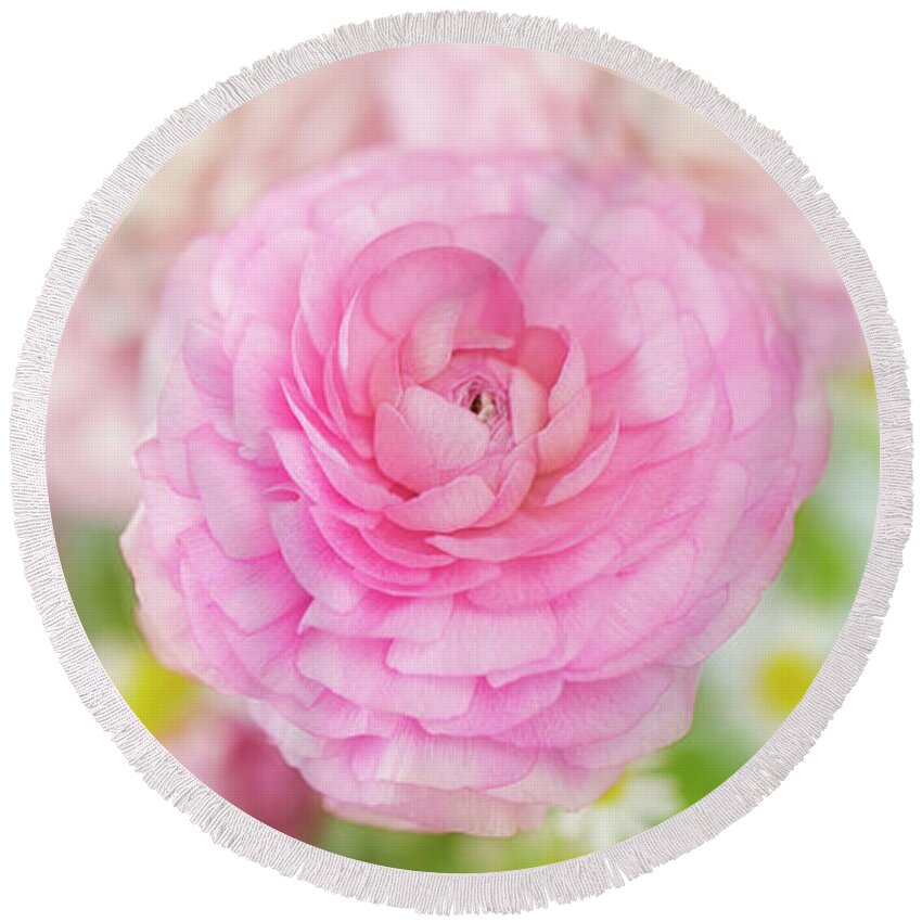 Pink Round Beach Towel featuring the photograph Singular Beauty of Pink Ranunculus by Susan Gary