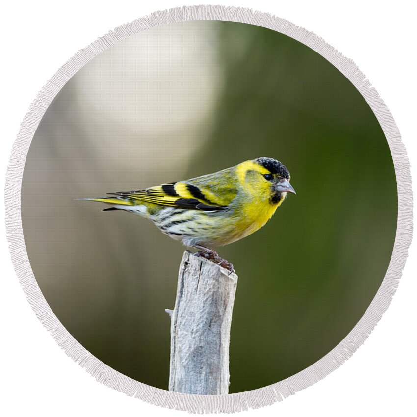 Siskin On Top Round Beach Towel featuring the photograph Siskin on top by Torbjorn Swenelius