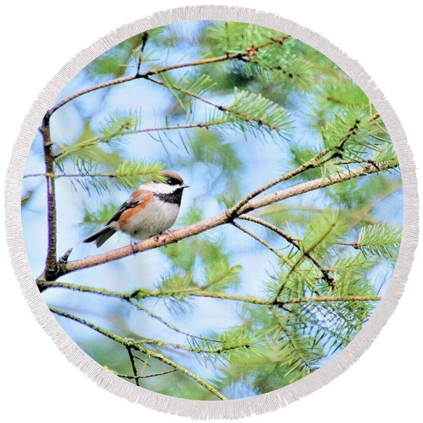 Bird Round Beach Towel featuring the photograph Sitting in a tree by Merle Grenz