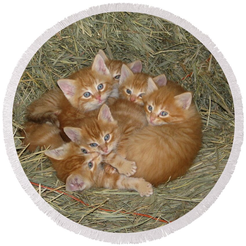 Kittens Round Beach Towel featuring the photograph Six Kittens by Keith Stokes
