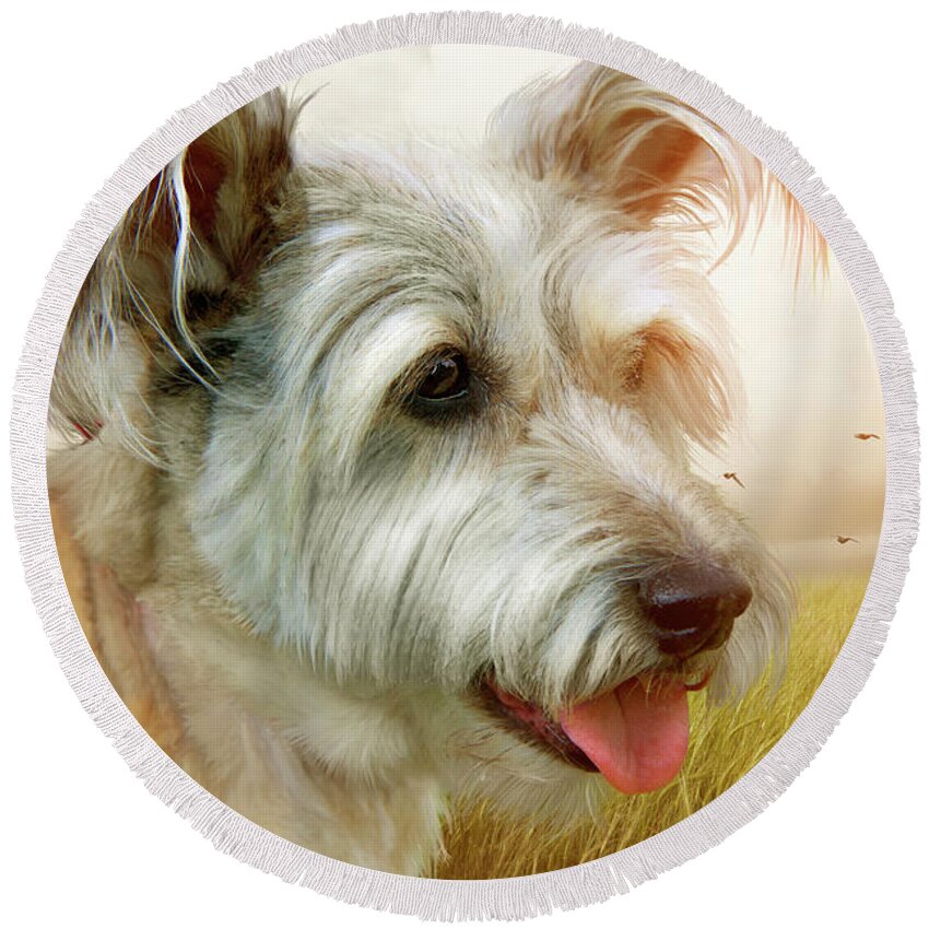 Dog Round Beach Towel featuring the photograph Skye Terrier by Ethiriel Photography