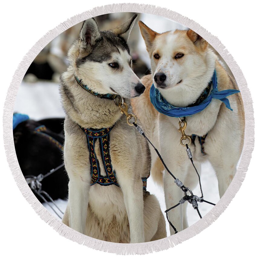 Dog Round Beach Towel featuring the photograph Sled Dogs by David Buhler