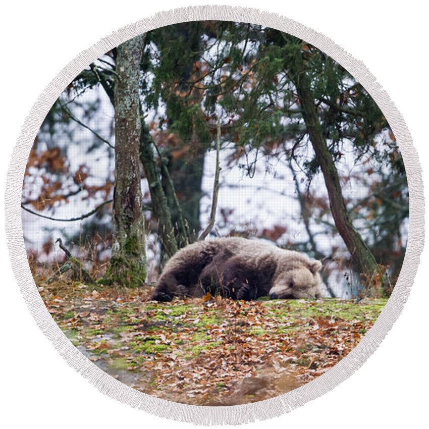 Bear Round Beach Towel featuring the photograph Sleeping Bear by Torbjorn Swenelius