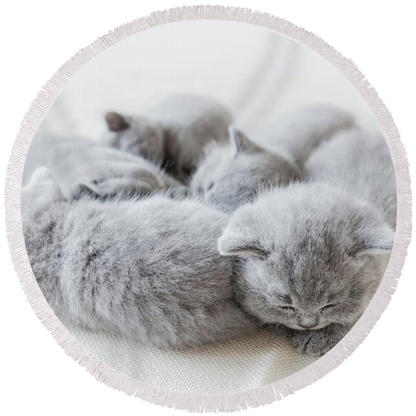 Pet Round Beach Towel featuring the photograph Sleeping little cats in a group. British shorthair. by Michal Bednarek