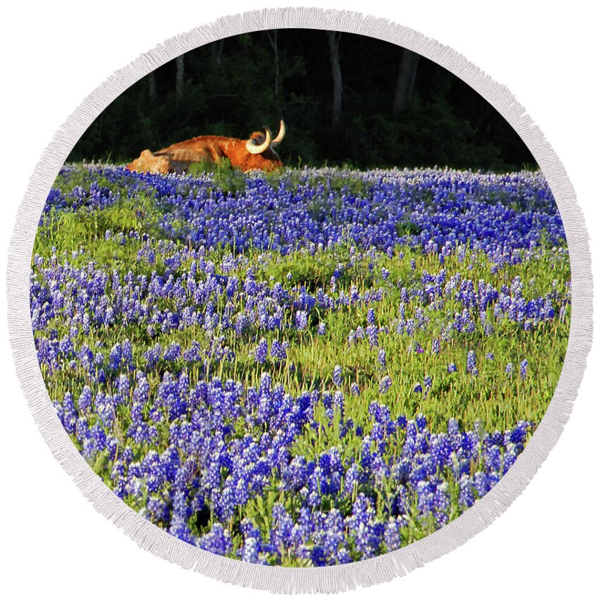 Cow Round Beach Towel featuring the photograph Sleeping Longhorn in Bluebonnet Field by Ted Keller