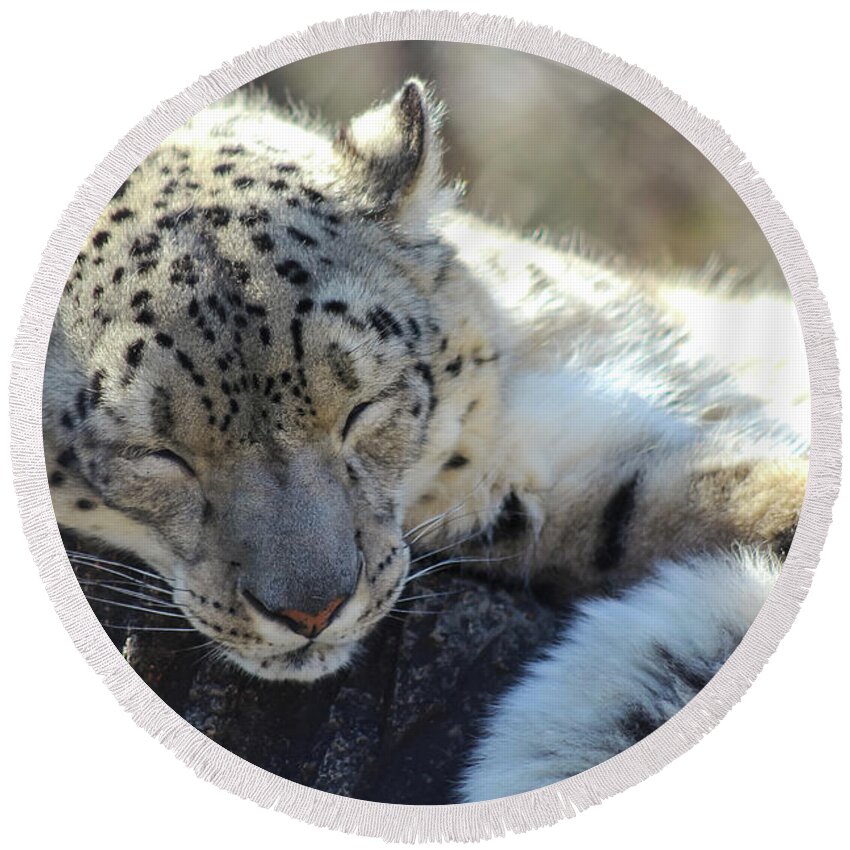 Snow Leopard Round Beach Towel featuring the photograph Sleeping Snow Leopard by Holly Ross
