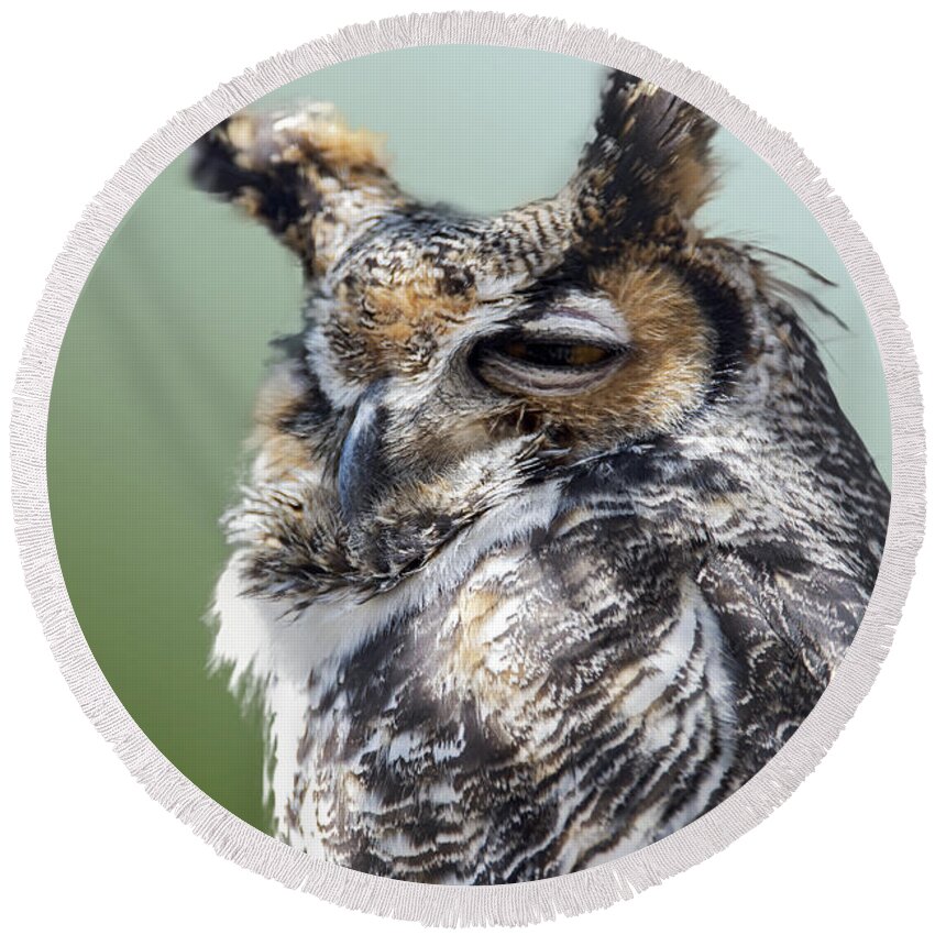 2d Round Beach Towel featuring the photograph Sleepy Great Horned Owl by Brian Wallace