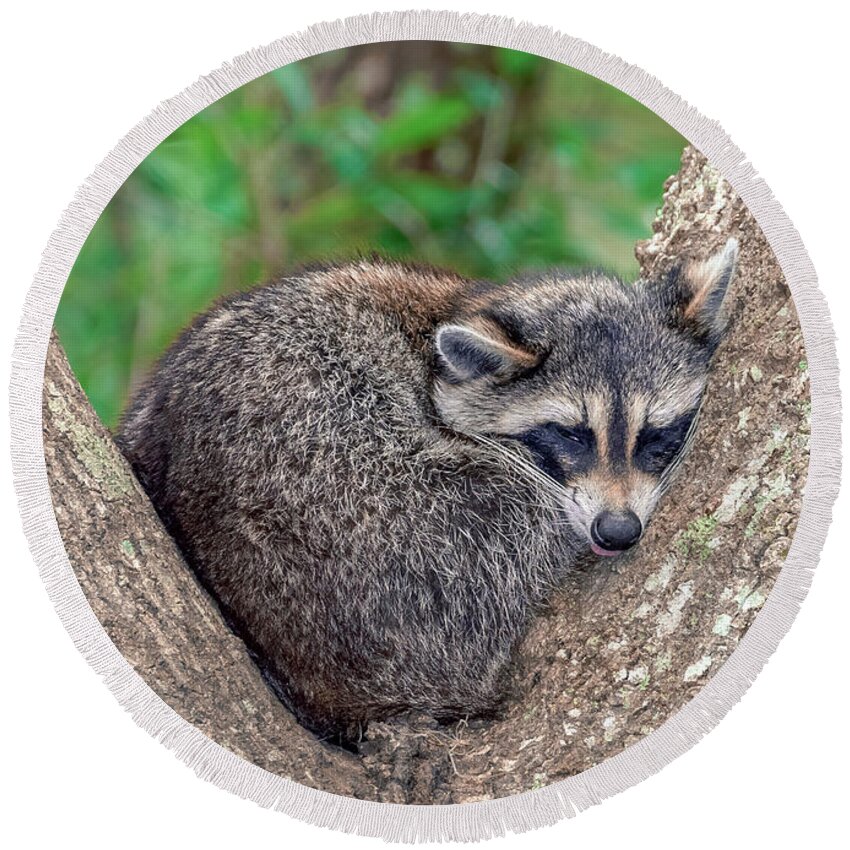 America Round Beach Towel featuring the photograph Sleepy Raccoon Sticking Out Tongue by Traveler's Pics