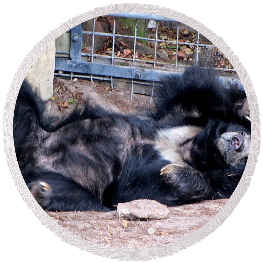 Bear Round Beach Towel featuring the photograph Sloth Bear by Christopher Mercer