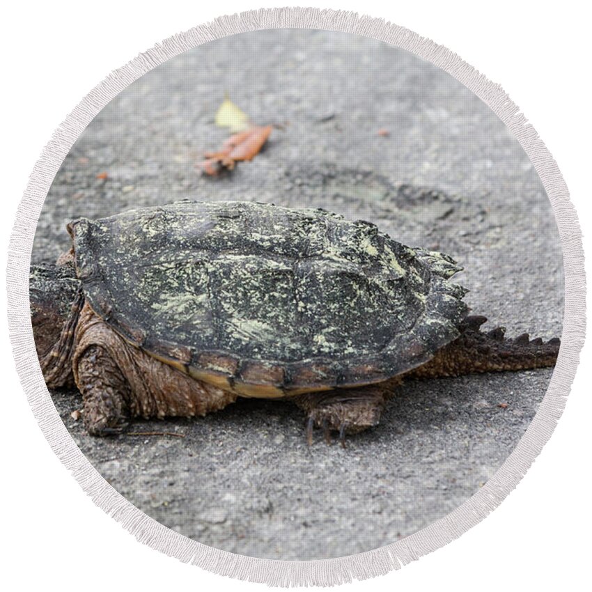 Turtle Round Beach Towel featuring the photograph Slow Crossing 3 March 2018 by D K Wall
