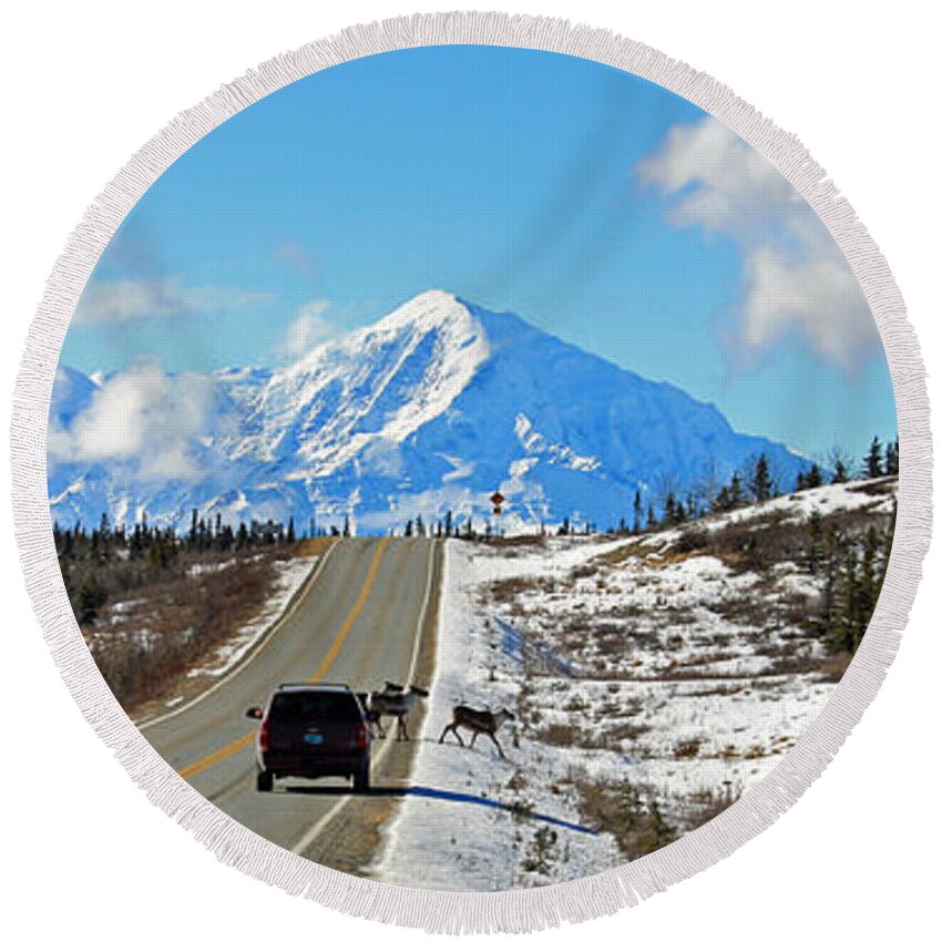 Caribou Round Beach Towel featuring the photograph Small Alaska Traffic Jam by Cathy Mahnke
