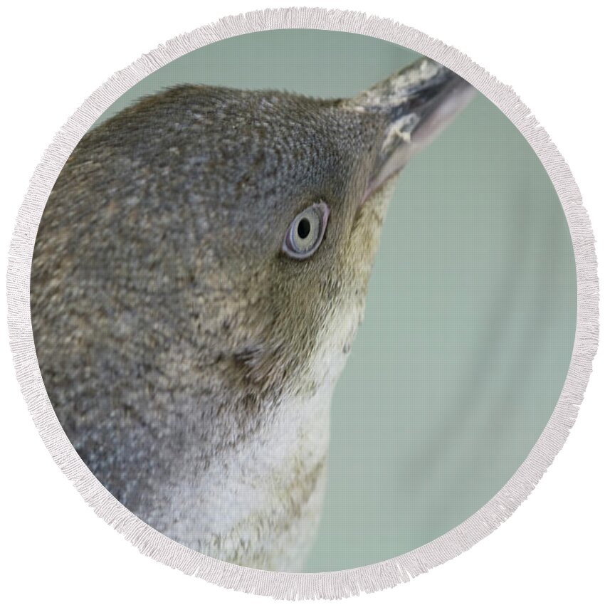Penguin Round Beach Towel featuring the photograph Small blue penguin by Patricia Hofmeester