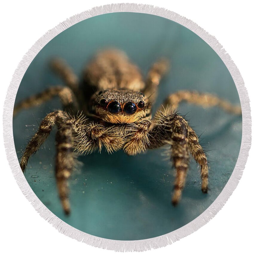 Insect Round Beach Towel featuring the photograph Small jumping spider by Jaroslaw Blaminsky