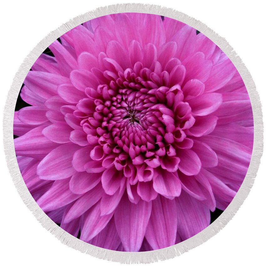 Chrysanthemum Round Beach Towel featuring the photograph Small Pink Chrysanthemum by Joan-Violet Stretch