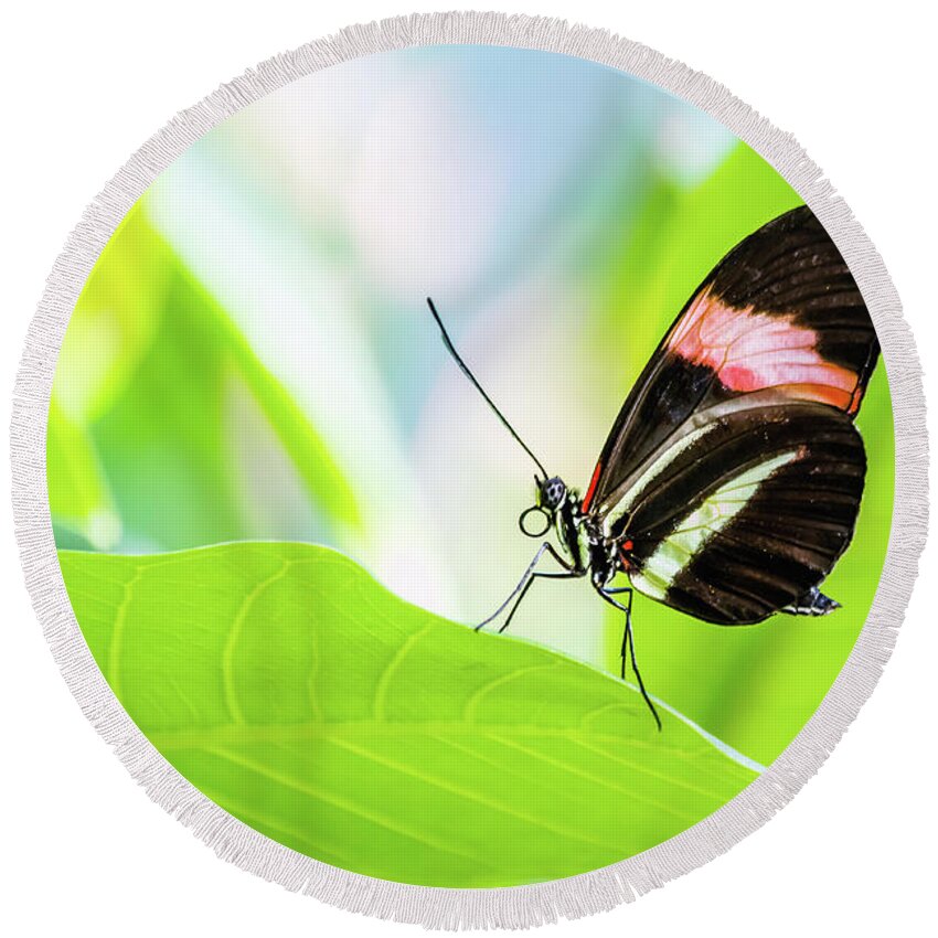 Lepidoptera Round Beach Towel featuring the photograph Small Postman by SAURAVphoto Online Store